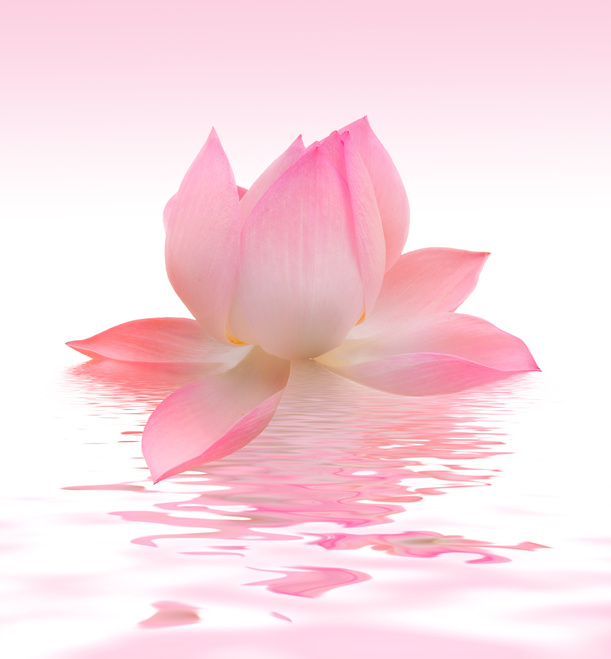 Beautiful Lotus on Water